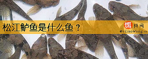 松江鲈鱼是什么鱼