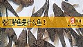 《松江鲈鱼是什么鱼？》封面图