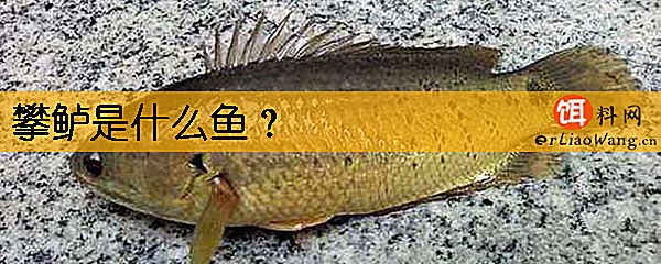 攀鲈是什么鱼