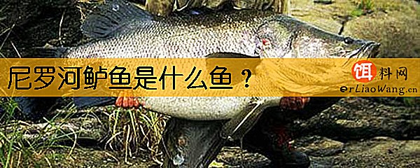 尼罗河鲈鱼是什么鱼