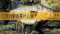 《尼罗河鲈鱼是什么鱼？》封面图