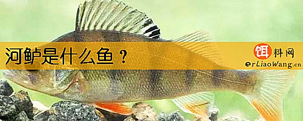 河鲈是什么鱼