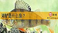 《河鲈是什么鱼？》封面图