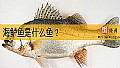 《海鲈鱼是什么鱼？》封面图