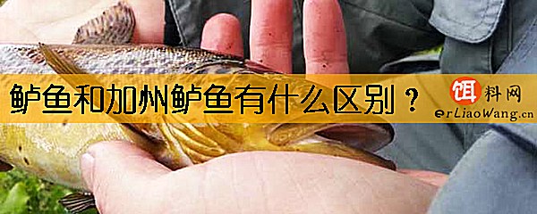 鲈鱼和加州鲈鱼有什么区别