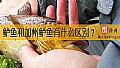 《鲈鱼和加州鲈鱼有什么区别？》封面图