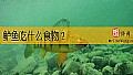 《鲈鱼吃什么食物？》封面图