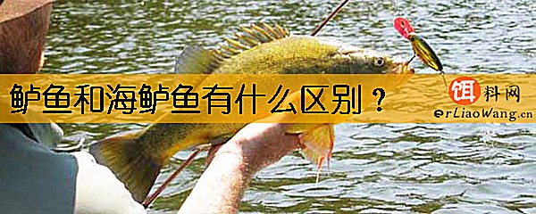 鲈鱼和海鲈鱼有什么区别