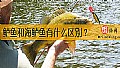 《鲈鱼和海鲈鱼有什么区别？》封面图