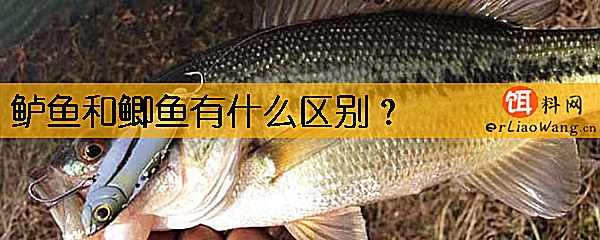 鲈鱼和鲫鱼有什么区别