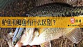 《鲈鱼和鲫鱼有什么区别？》封面图