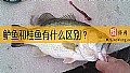 《鲈鱼和桂鱼有什么区别？》封面图