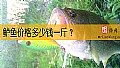 《鲈鱼价格多少钱一斤？》封面图