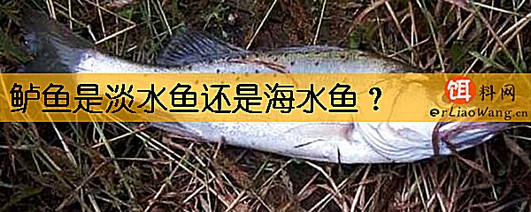 鲈鱼是淡水鱼还是海水鱼