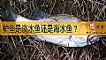 《鲈鱼是淡水鱼还是海水鱼?》封面图