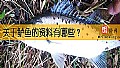 《关于鲈鱼的资料有哪些?》封面图
