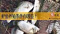 《鲈鱼养殖条件有哪些?》封面图