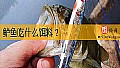 《鲈鱼吃什么饵料?》封面图