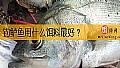 《钓鲈鱼用什么饵料最好？》封面图