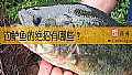 《钓鲈鱼的绝招有哪些？》封面图