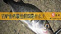 《钓鲈鱼的最佳假饵是什么？》封面图