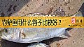 《钓鲈鱼用什么钩子比较好？》封面图