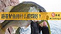 《路亚鲈鱼用什么假饵好？》封面图