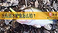 《水库淡水鲈鱼怎么钓？》封面图
