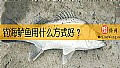 《钓海鲈鱼用什么方式好？》封面图
