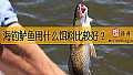 《海钓鲈鱼用什么饵料比较好？》封面图
