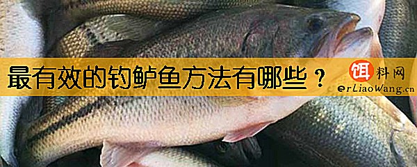 最有效的钓鲈鱼方法有哪些