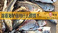 《路亚海鲈鱼用什么假饵？》封面图