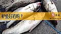 《鲈鱼好钓吗？》封面图
