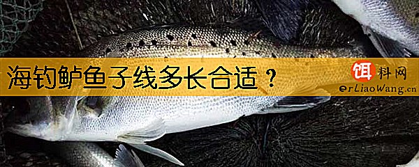 海钓鲈鱼子线多长合适