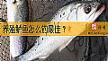 《养殖鲈鱼怎么钓最佳?》封面图