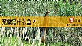 《泥鳅是什么鱼?》封面图
