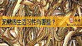 《泥鳅的生活习性有哪些?》封面图