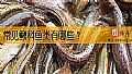《常见鳅科鱼类有哪些?》封面图