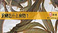 《泥鳅吃什么食物?》封面图