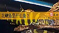 《花鳅鱼是什么鱼？》封面图