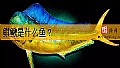 《鲯鳅是什么鱼？》封面图