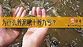 《为什么养泥鳅十养九亏？》封面图