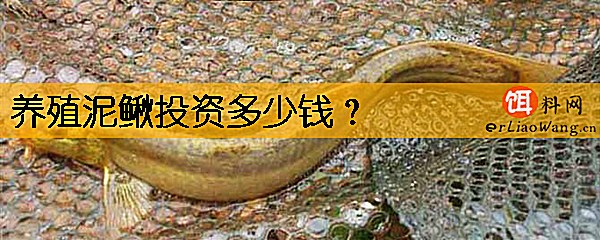 养殖泥鳅投资多少钱