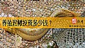 《养殖泥鳅投资多少钱？》封面图