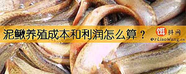 泥鳅养殖成本和利润怎么算