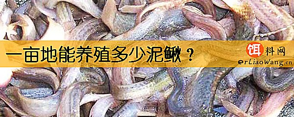 一亩地能养殖多少泥鳅