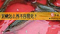 《泥鳅怎么养不容易死？》封面图