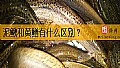 《泥鳅和黄鳝有什么区别？》封面图