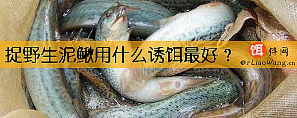 捉野生泥鳅用什么诱饵最好