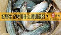 捉野生泥鳅用什么诱饵最好？